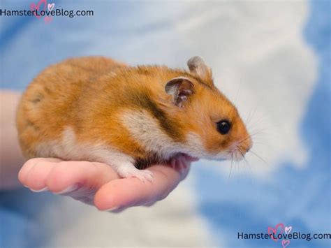 Syrian hamster behavior .